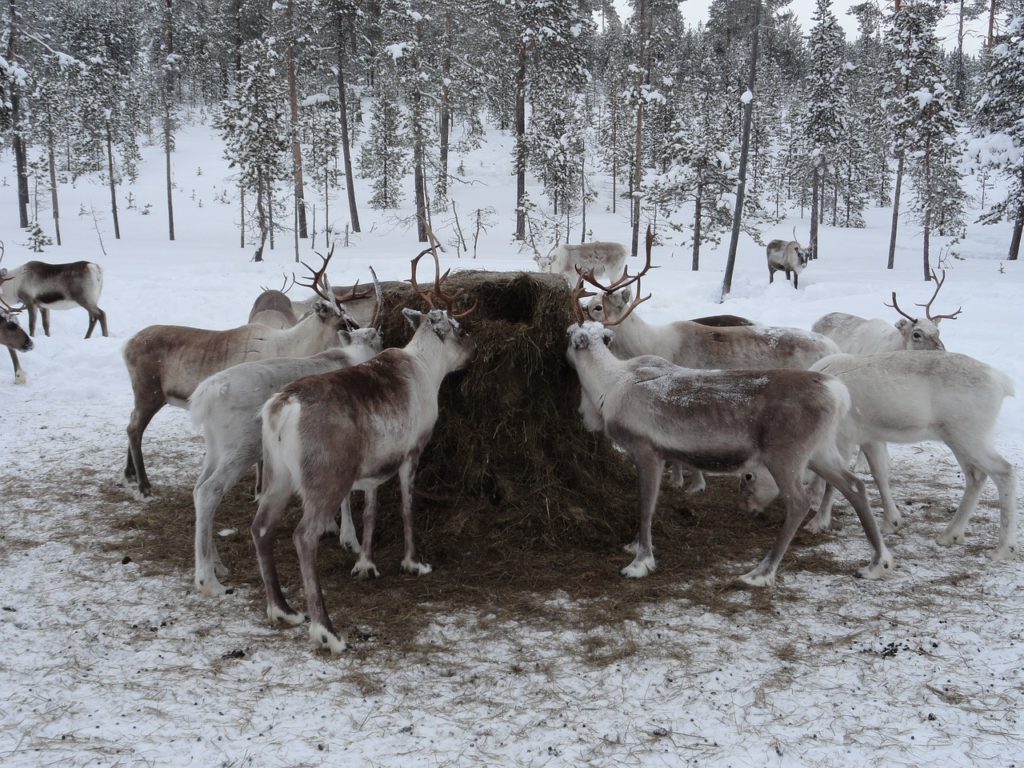 reindeer